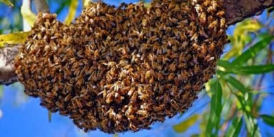 Wat is een zwerm bijen?