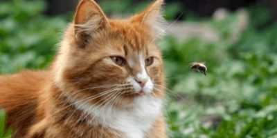 Wespensteek bij katten