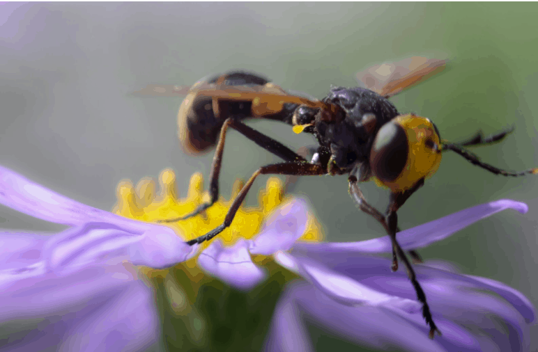 Welke verschillende soorten wespen bestaan er?